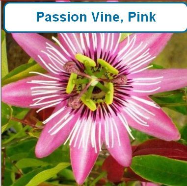 Passion Vine, Pink