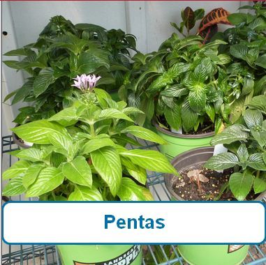 Pentas