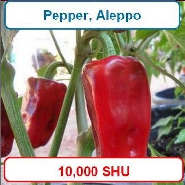 Pepper, Aleppo