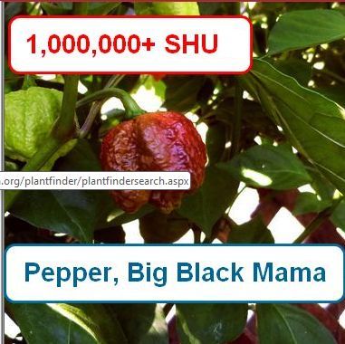 Pepper, Big Black Mama