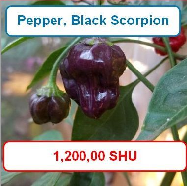 Pepper, Black Scorpion