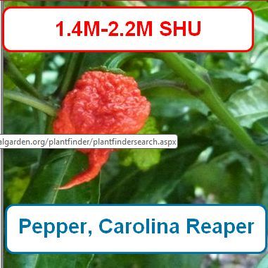 Pepper, Carolina Reaper
