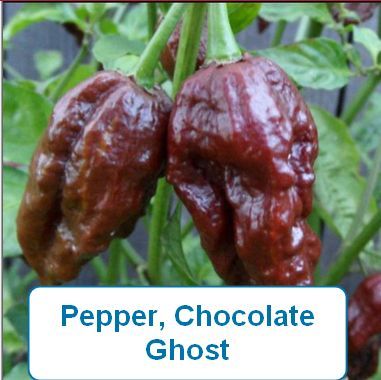 Pepper, Chocolate Ghost