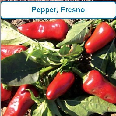 Pepper, Fresno