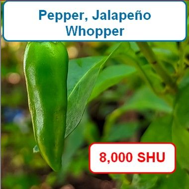 Pepper, Jalapeño Whopper
