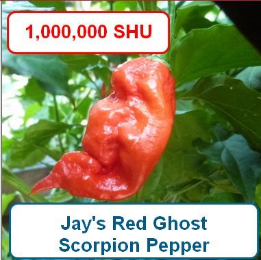 Pepper, Jays Red Ghost Scorpion