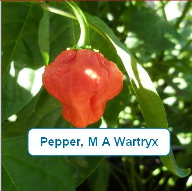Pepper, M A Wartryx