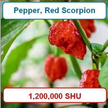 Pepper, Red Scorpion