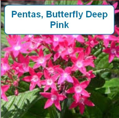 Pentas-pink