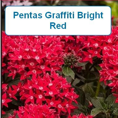 Pentas Graffiti Bright Red