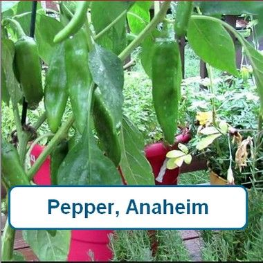 Pepper, Anaheim
