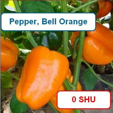Pepper, Bell Orange