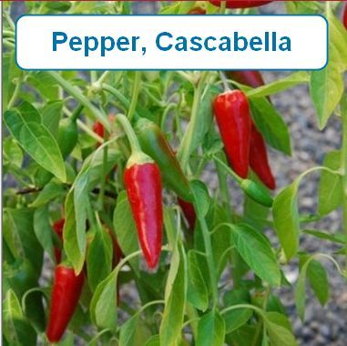 Pepper, Cascabella