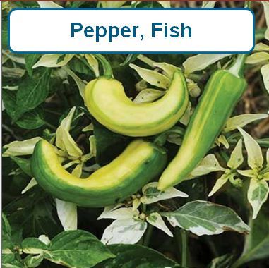 Pepper, Fish