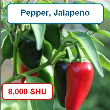 Pepper, Jalapeño