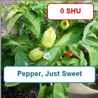 Pepper, Just Sweet