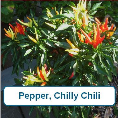 Pepper, Chilly Chili