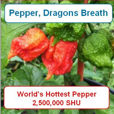 Pepper, Dragon's Breath