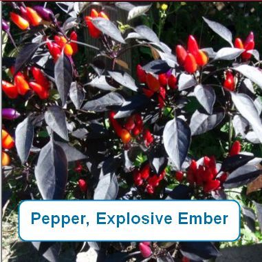 Pepper, Explosive Ember