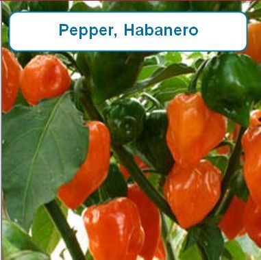Pepper, Habanero