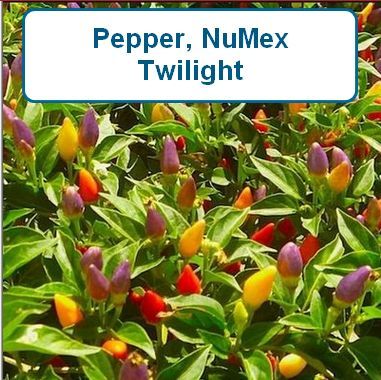 Pepper, NuMex Twilight