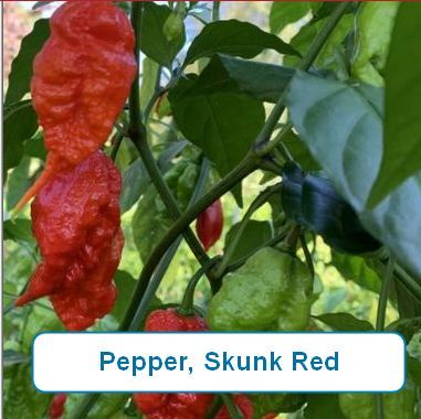 Pepper, Skunk Red