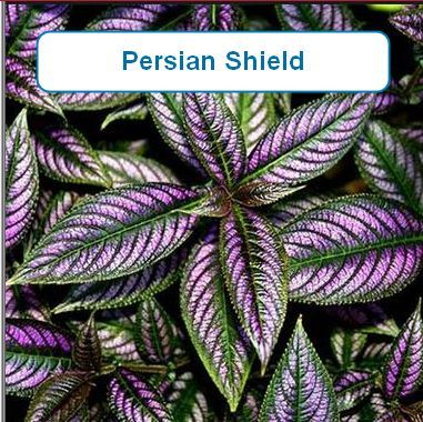 Persian Shield