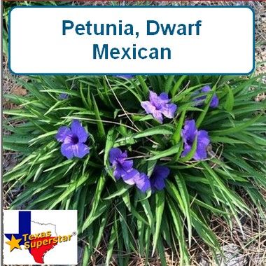 Petunia, Mexican Dwarf