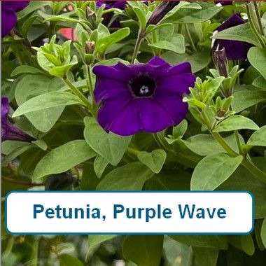 Petunia, Purple Wave-HB