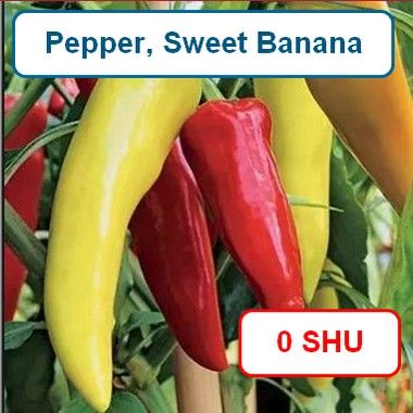 Pepper, Banana Sweet