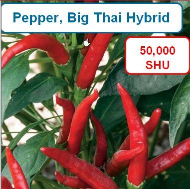 Pepper, Big Thai Hybrid