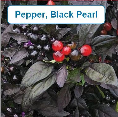 Pepper, Black Pearl