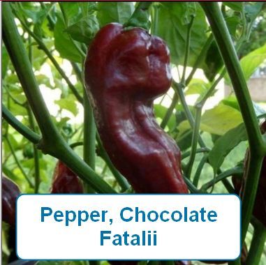 Pepper, Chocolate Fatalii