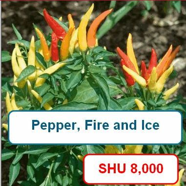 Pepper, Fire and Ice