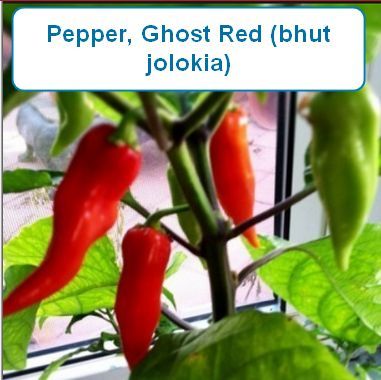 Pepper, Ghost Red (bhut jolokia)