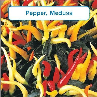 Pepper, Medusa