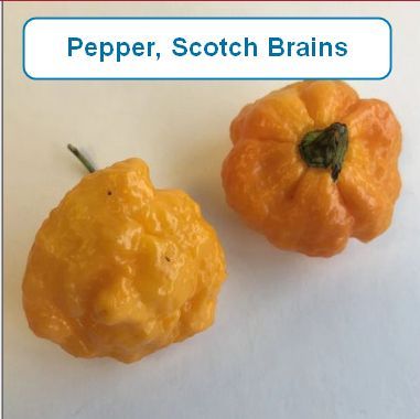 Pepper, Scotch Brains