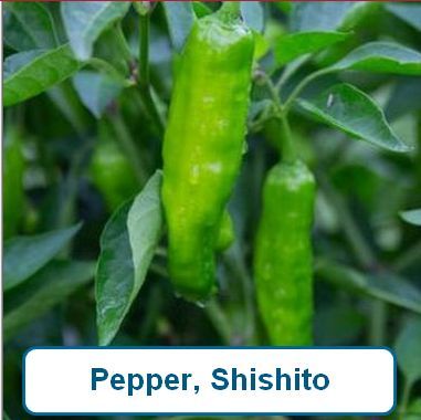Pepper, Shishito