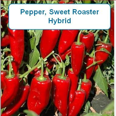 Pepper, Sweet Roaster Hybrid