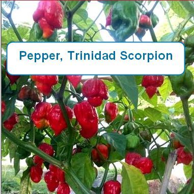 Pepper, Trinidad Scorpion