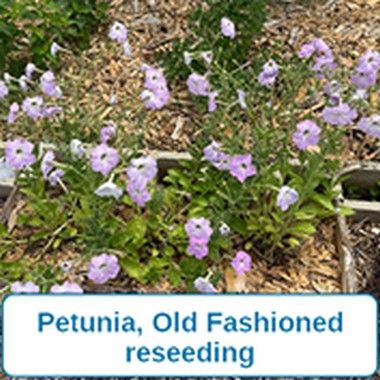 Petunia, Old Fashioned Reseeding