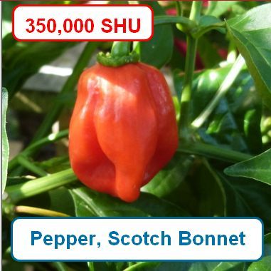 Pepper, Scotch Bonnet