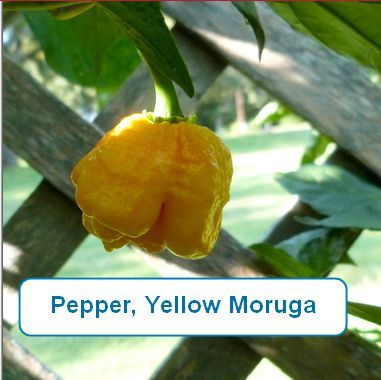 Pepper, Yellow Moruga