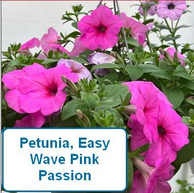 Petunia, Easy Wave® Pink Passion