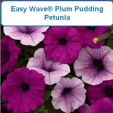 Petunia, Easy Wave® Plum Pudding-HB
