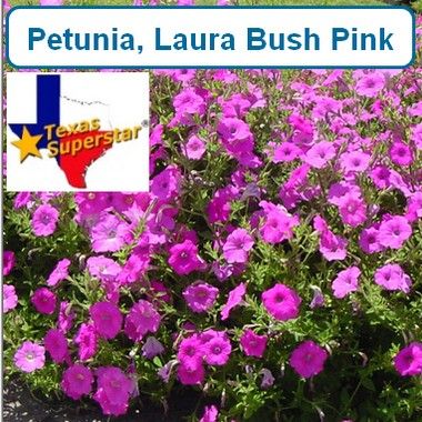 Petunia, Laura Bush Pink