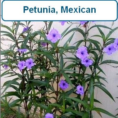 Petunia, Mexican