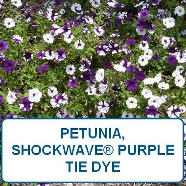 Petunia, Tie Dye Shockwave®-HB