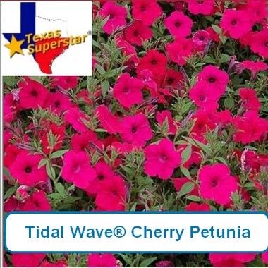 Petunia, Tidal Wave®  Cherry-HB