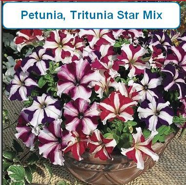 Petunia, Tritunia Star HB